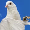 pigeon01 adlı kullanıcının Profil Resmi